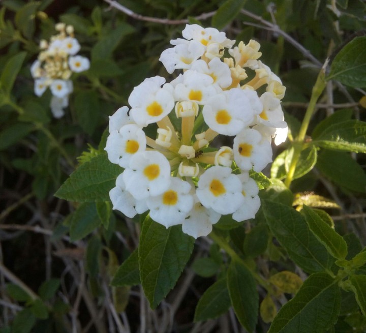 The White