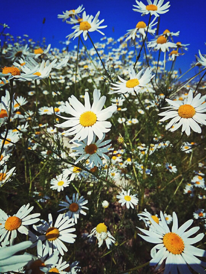 camomile summer
