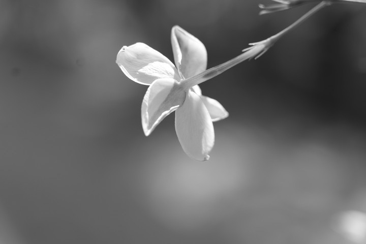 B&W