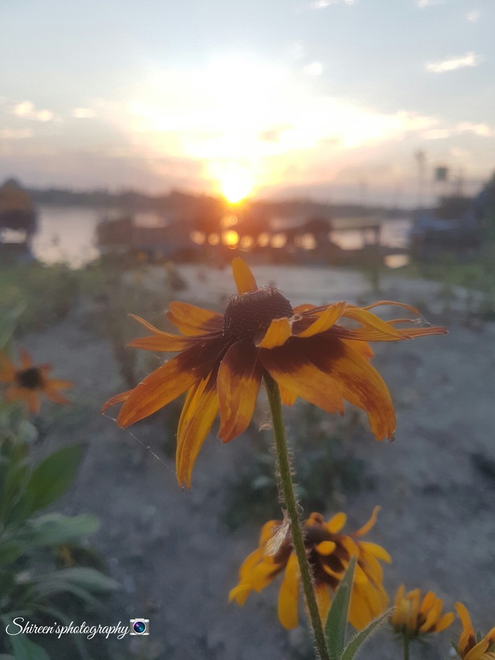 Sunflowers