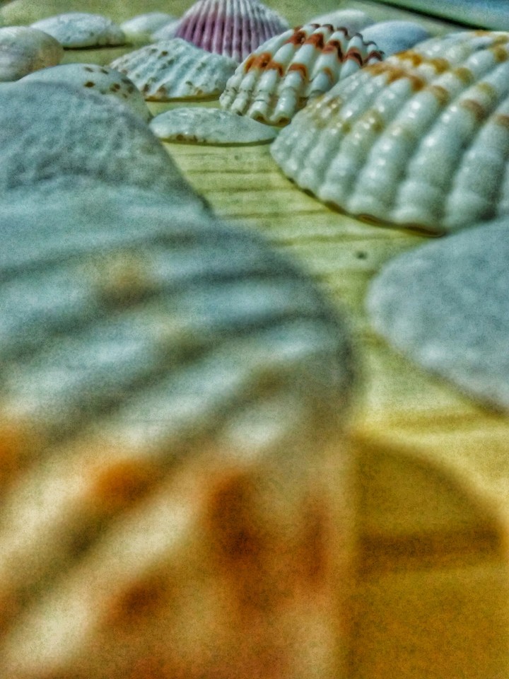 shells