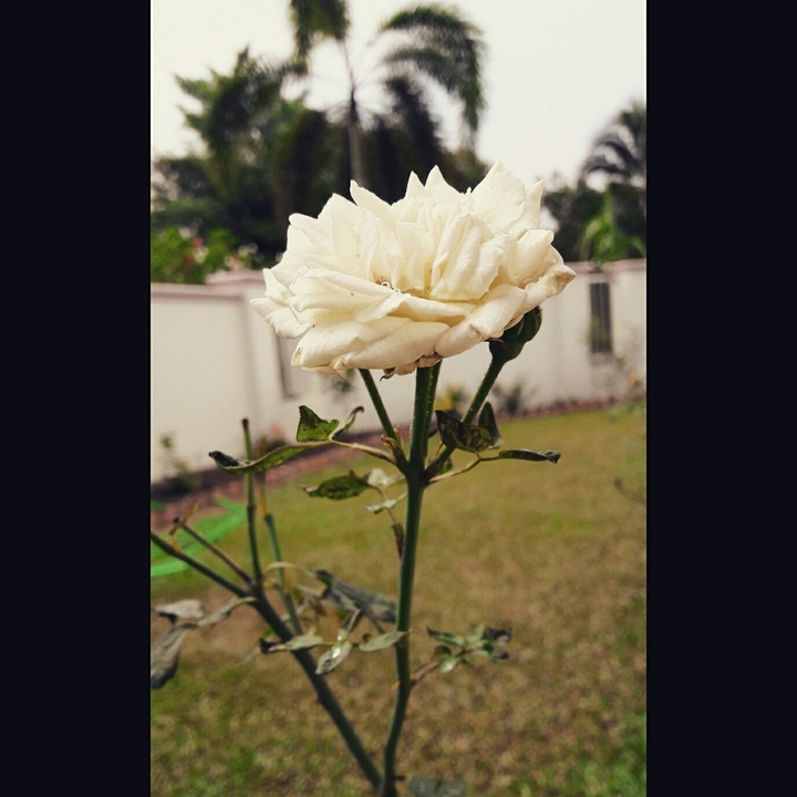 Rose by the Bay