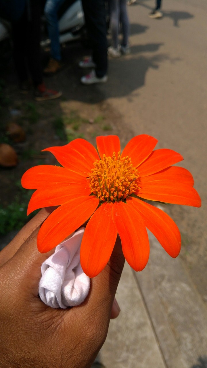 Beautifull Flower