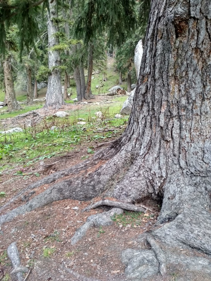 Good old tree...