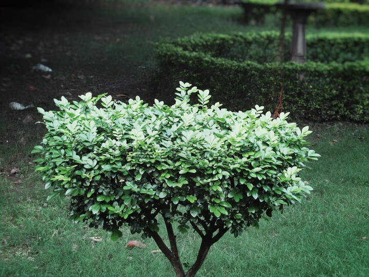 Small Tree