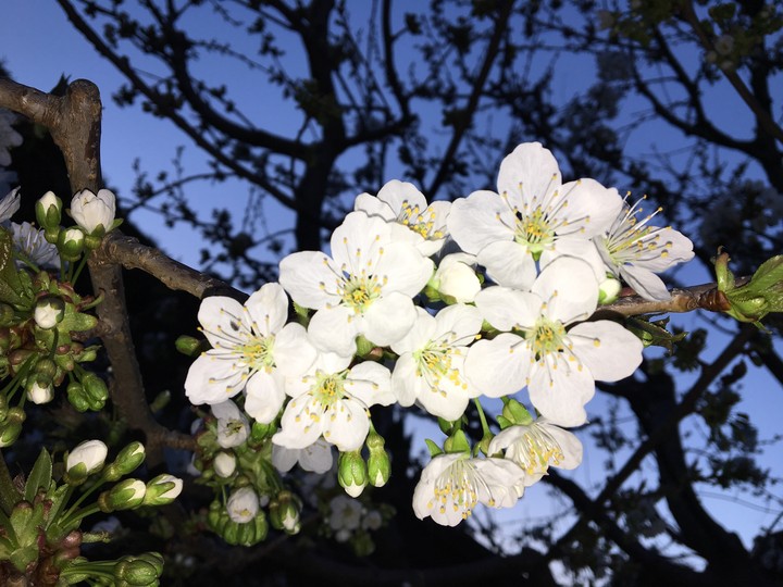 Very spring from Hungary