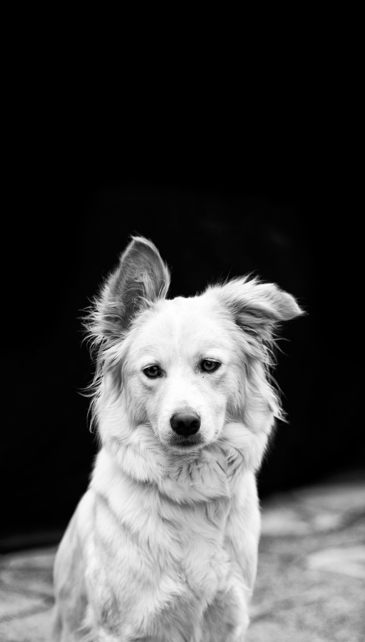 The Faithful