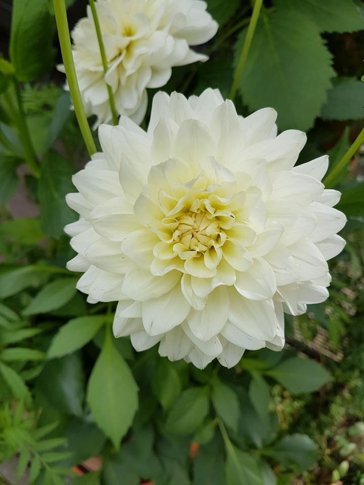 Mom's Garden