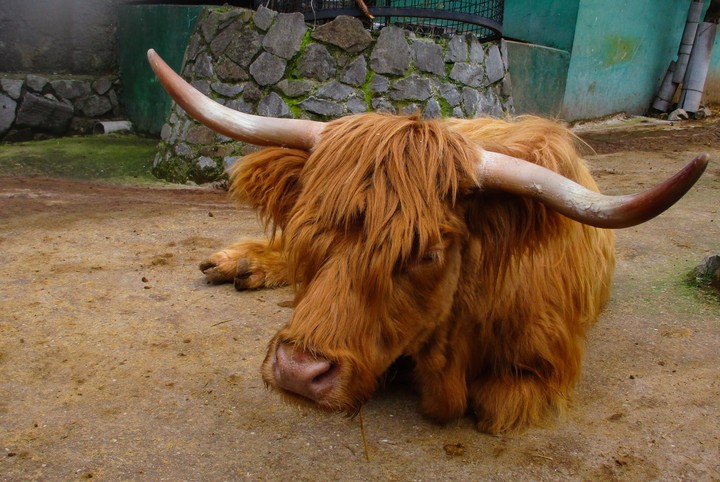 animal