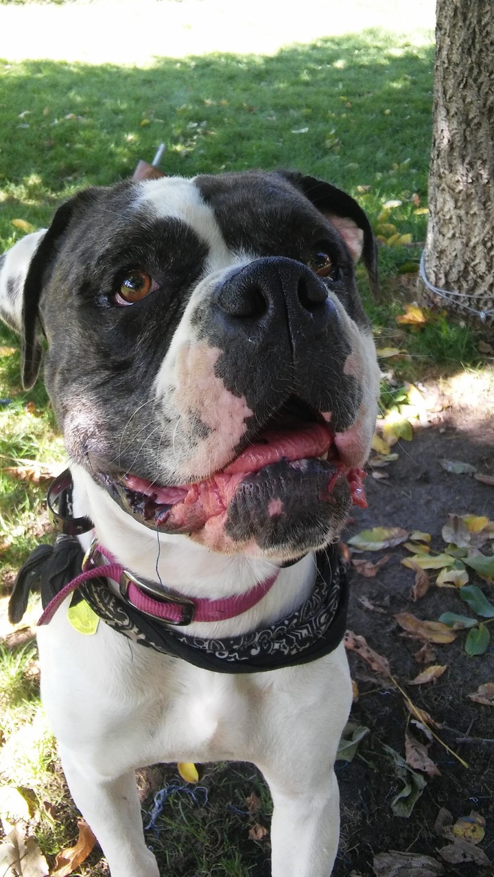 Zeus, the American Bulldog