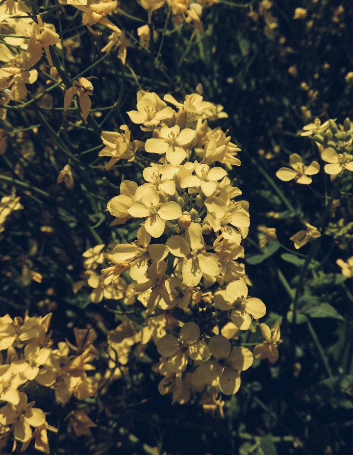 Mustard flowers