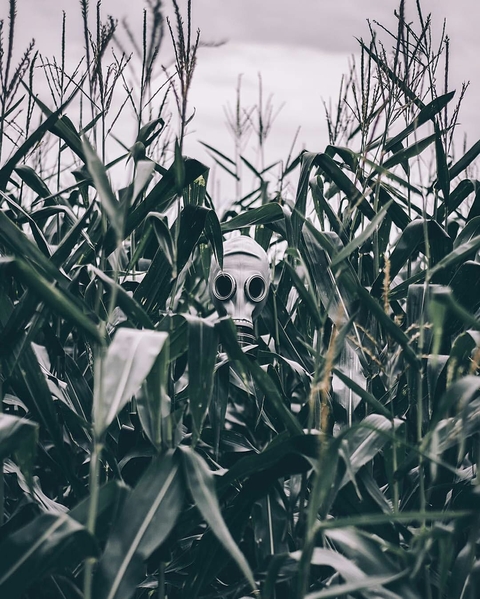 Stalked