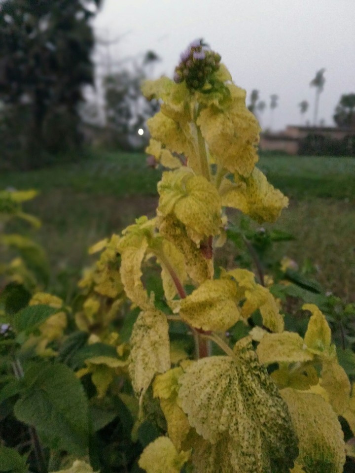 Flower