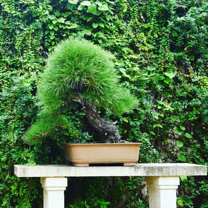 bonsai suzhou