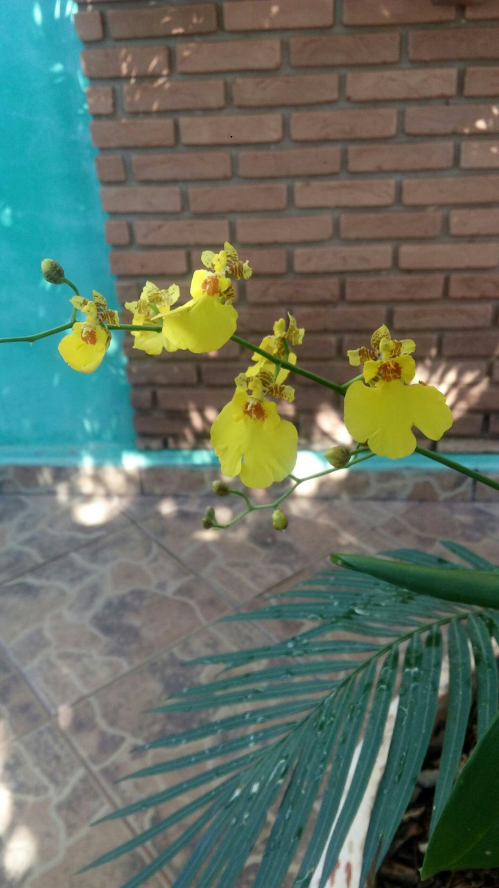 Orquídeas amarelas