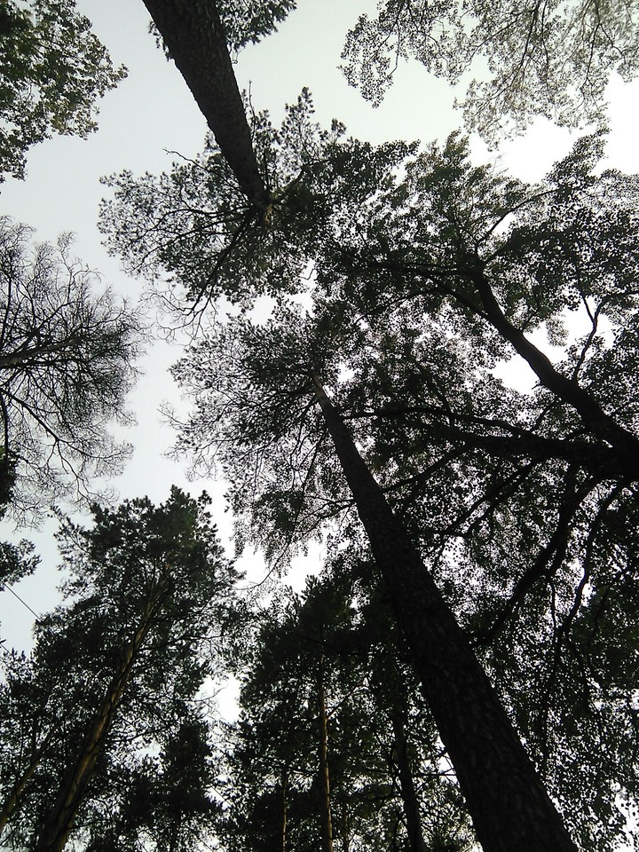 trees