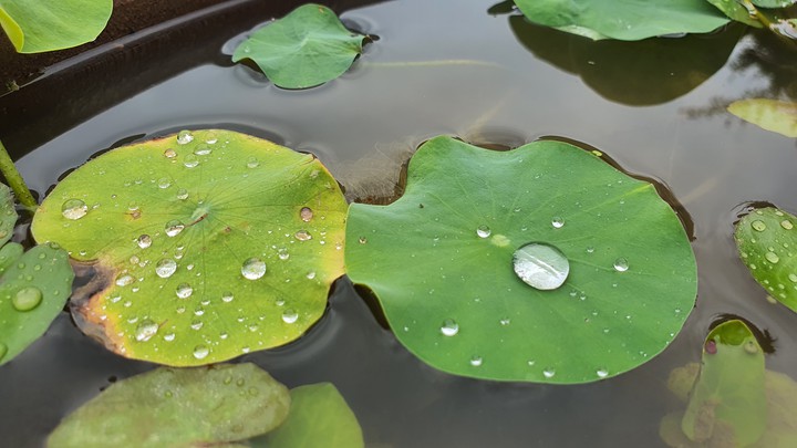 수련