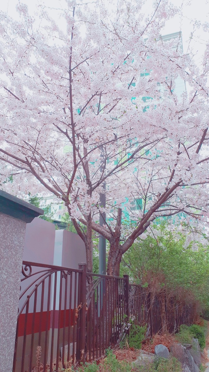 벚꽃