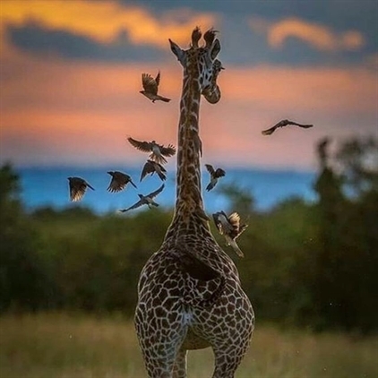 .