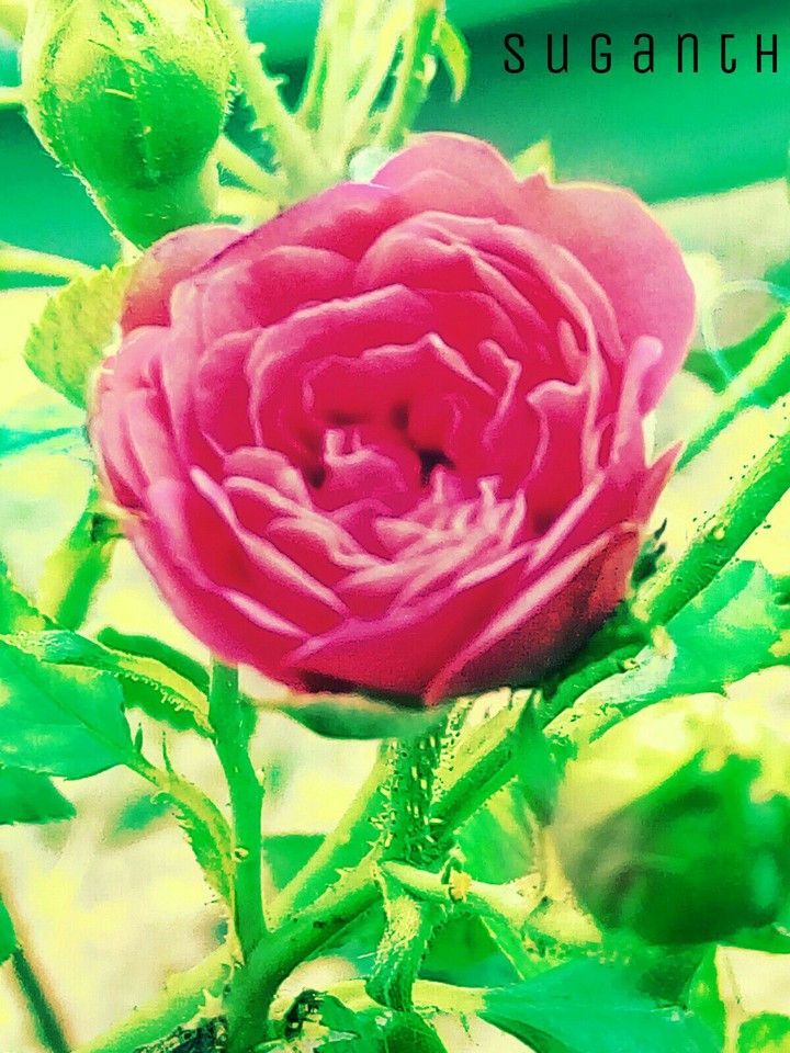 red Rose
