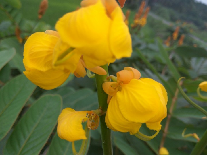 yellow flower