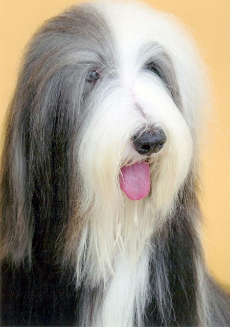 Bearded Collie/Какой Колли,я не могу перевести ?
