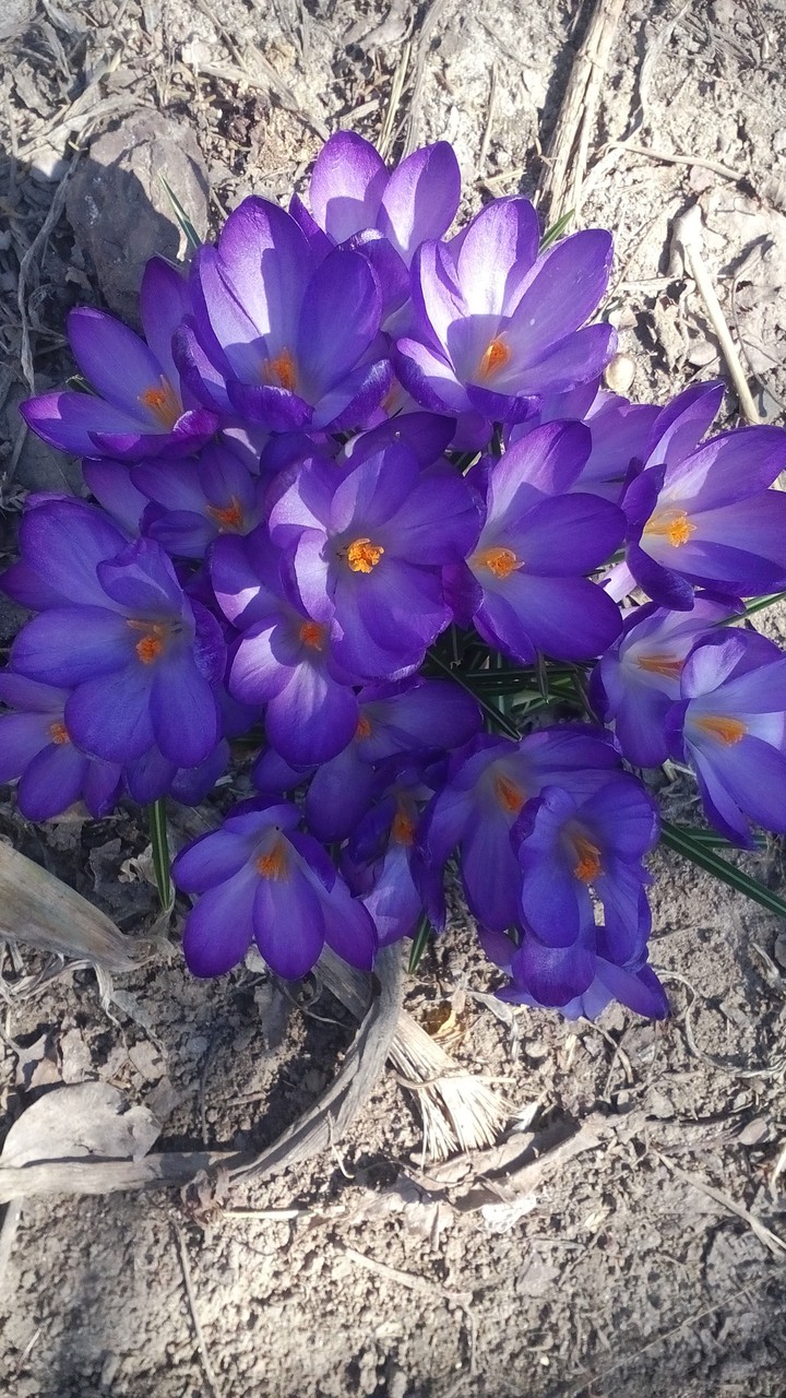 flowers