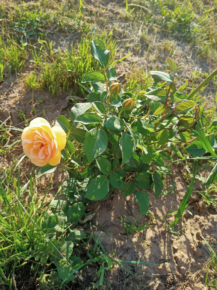 Вдохновение
