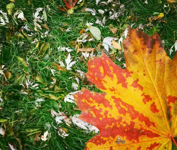 maple leaf 