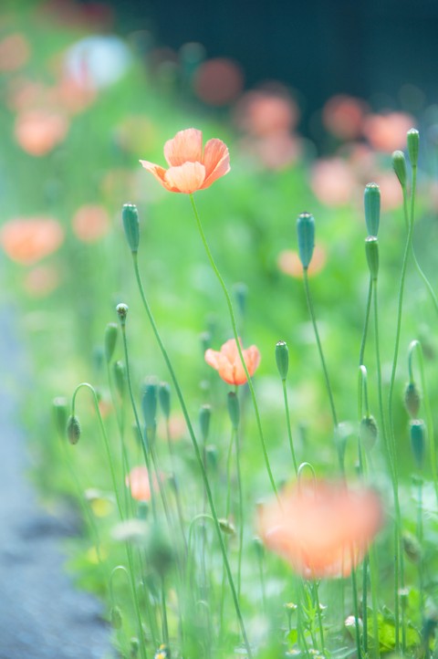 Poppies Sprouting
