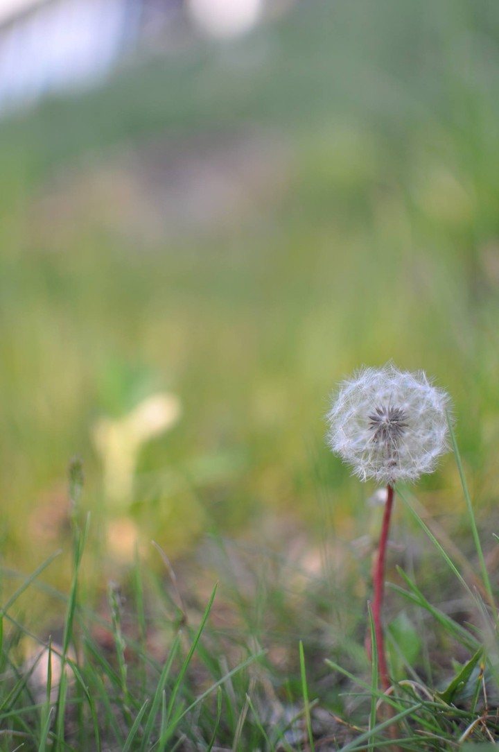 dandelion flower