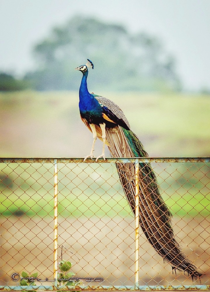 Indian Peacock