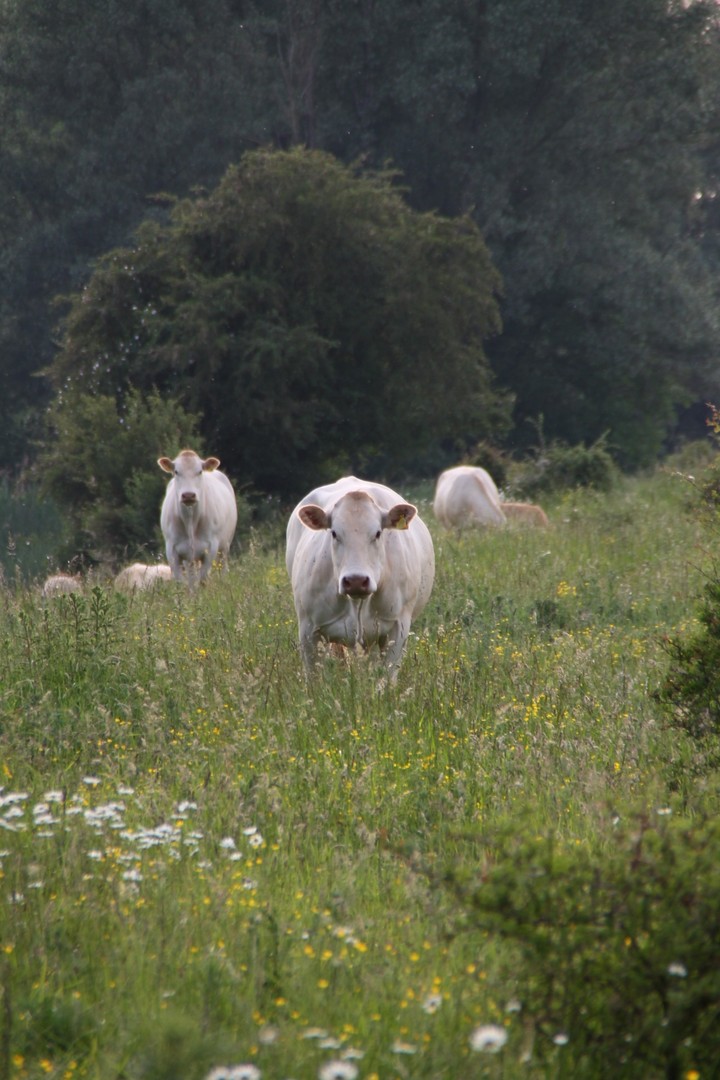 witte koeien