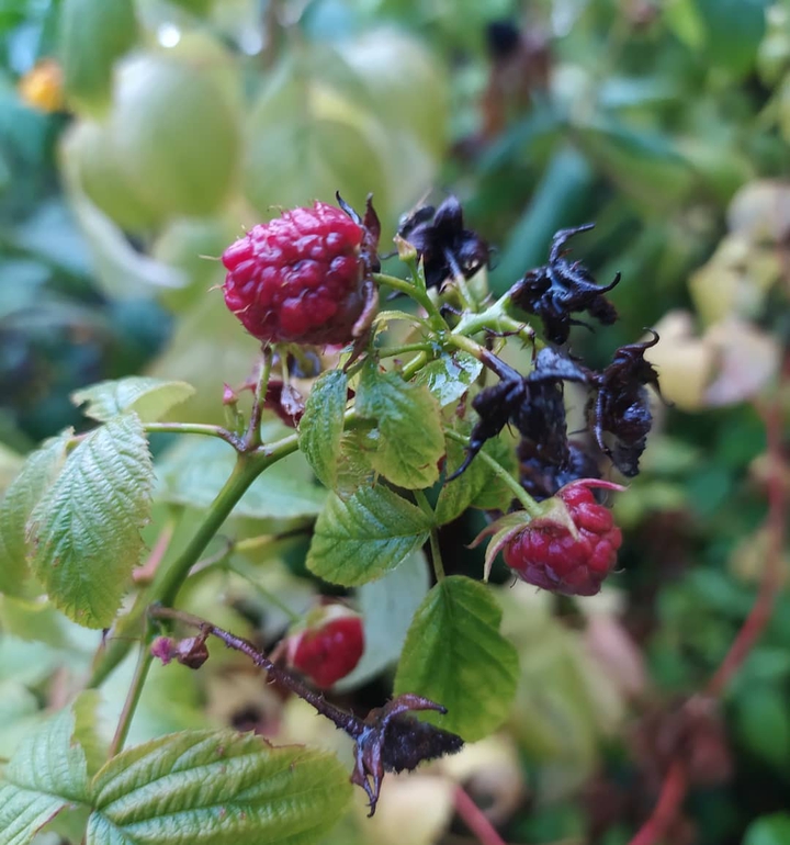 Berries