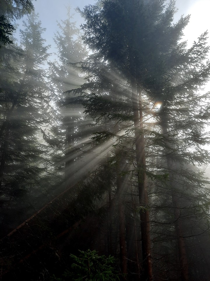 Wald