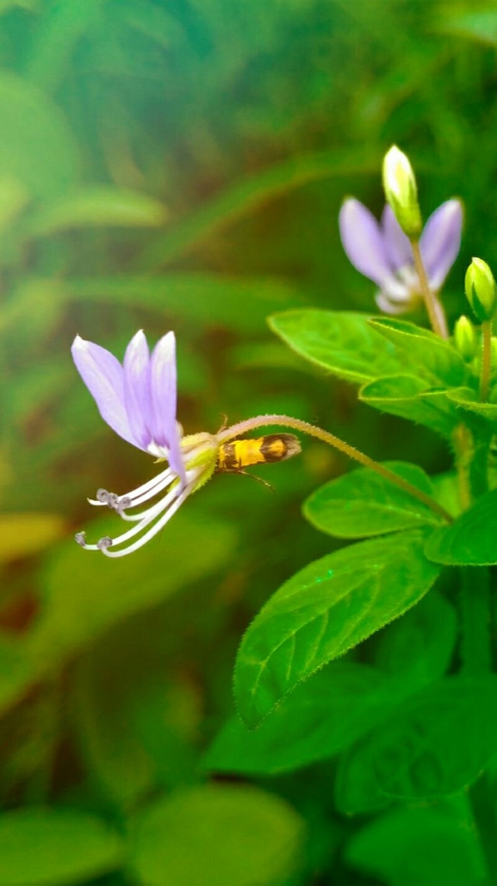 Purple Flower