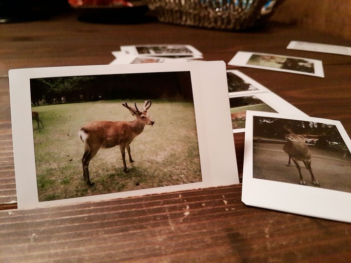 Nara Deer