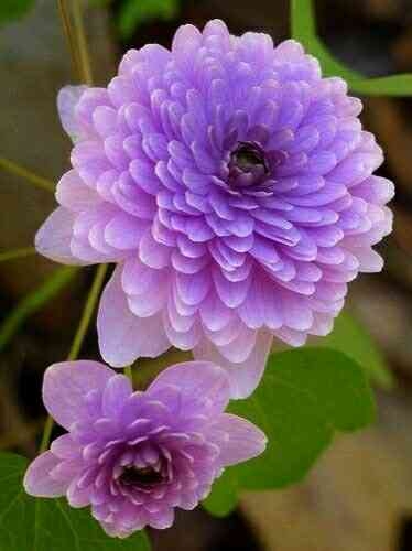 Violet Flower.
