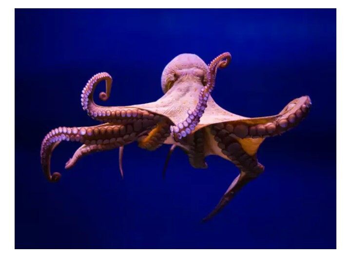 Octopus.