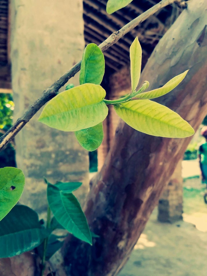 Leaf of Guava