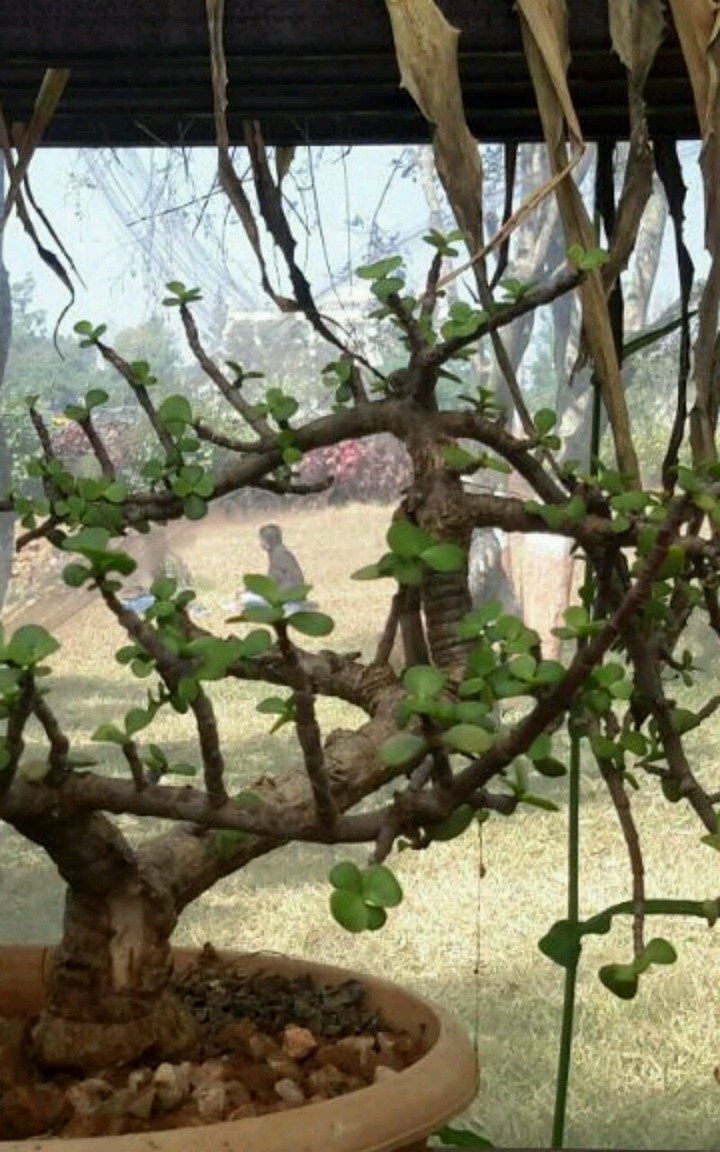 Bonsai