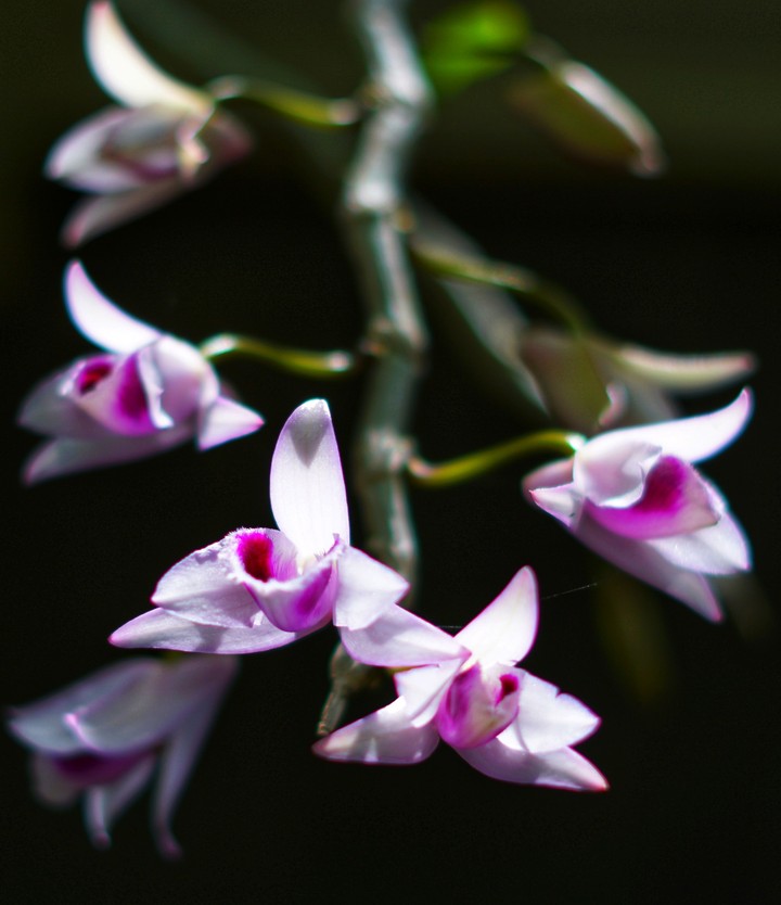orchid's