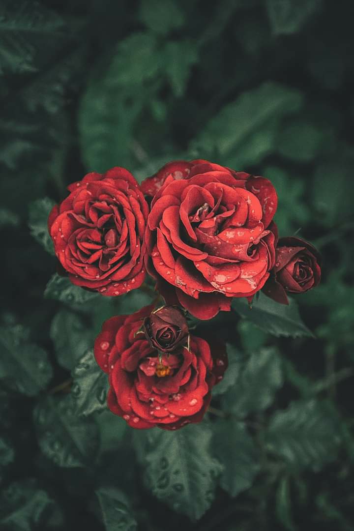 red rose