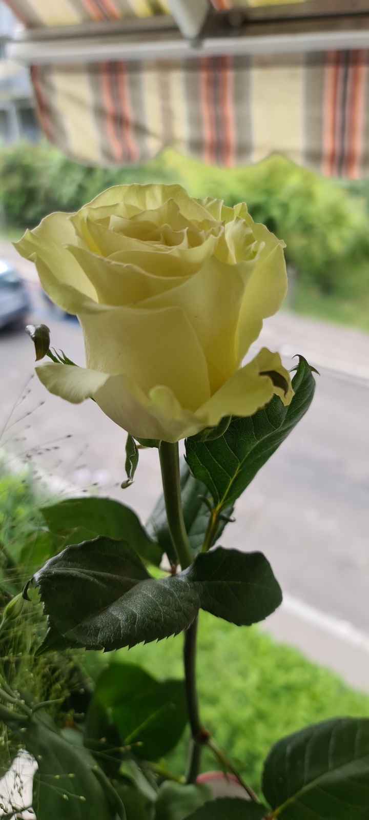 Blumen