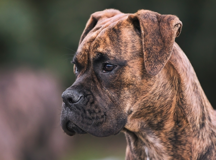 Mein Junior.Ares