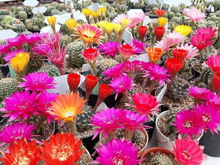 Cactus