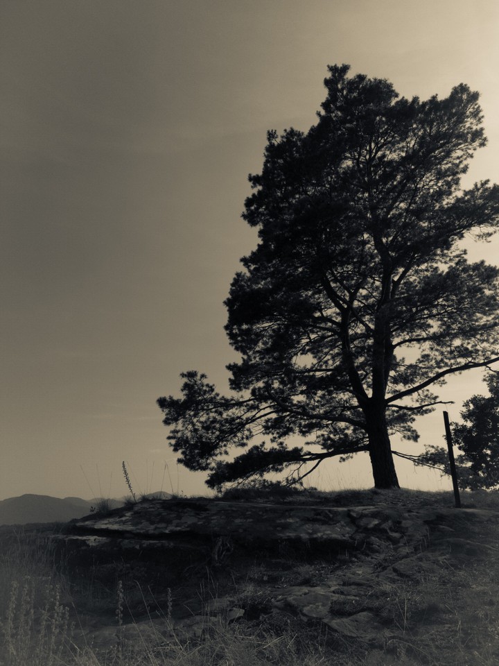 Baum Im morgengrauen