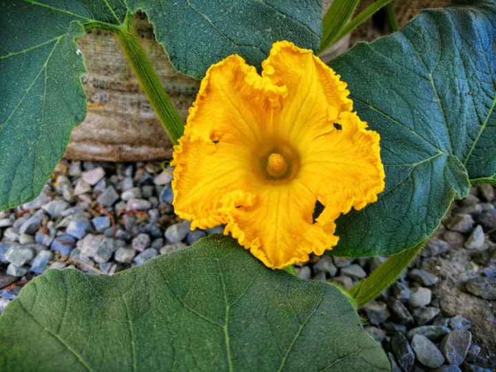 Yellow flower