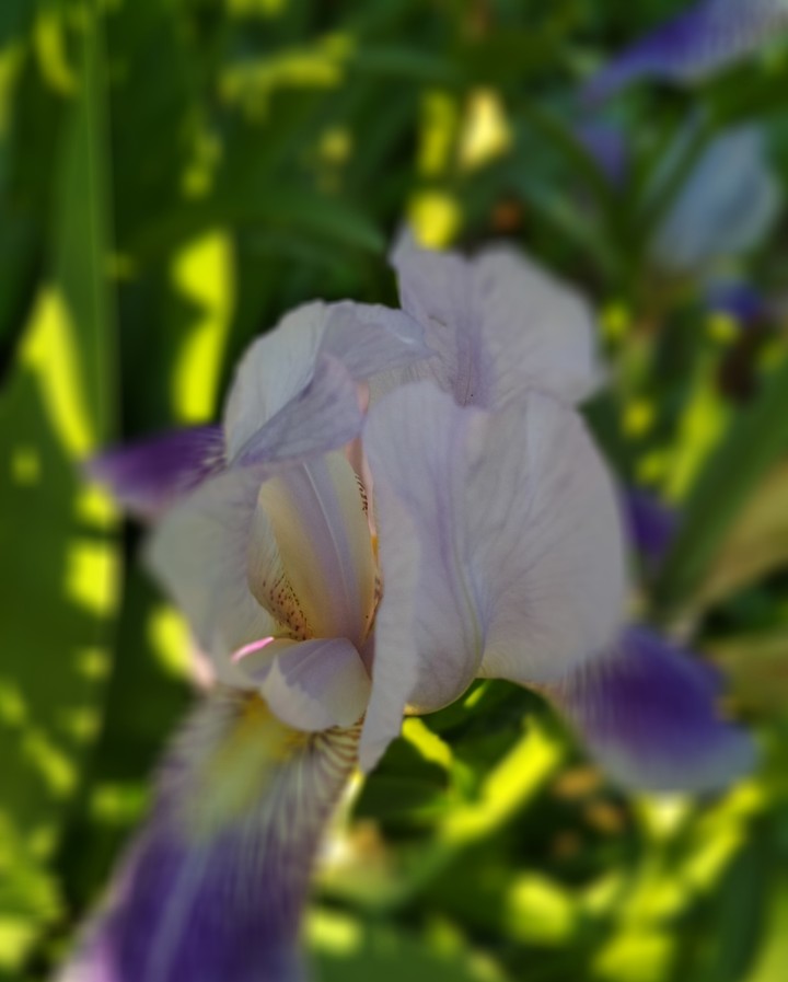 iris