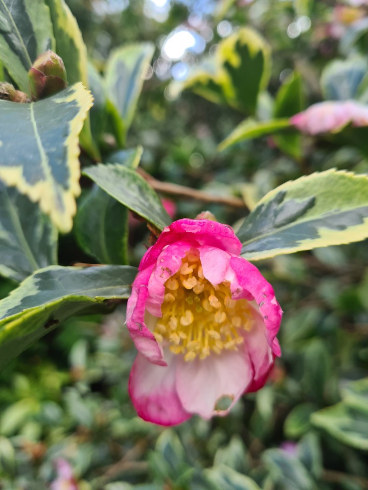 autumn flower